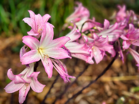 Close-up of pink bell-shaped flowers blooming outdoors in a garden setting