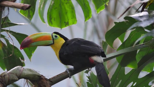 keel billed toucan