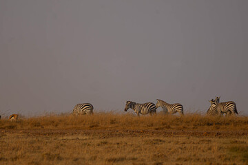 Herd of Zebra grazing during Evening © creativebrosis