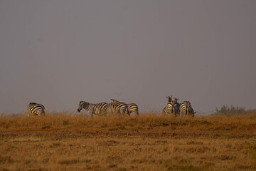 Herd of Zebra grazing during Evening © creativebrosis