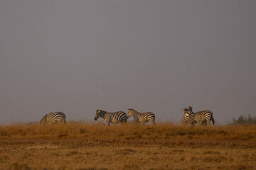 Herd of Zebra grazing during Evening © creativebrosis