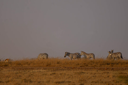 Herd of Zebra grazing during Evening