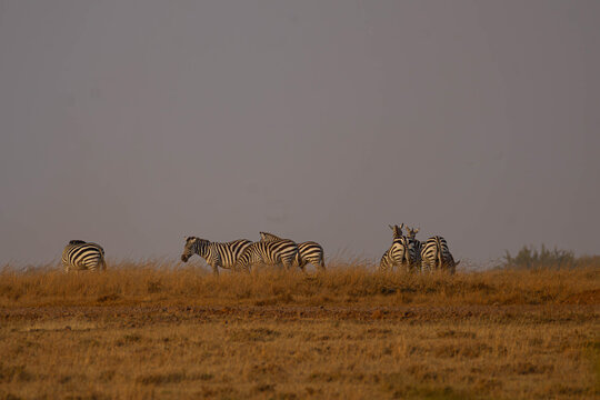 Herd of Zebra grazing during Evening