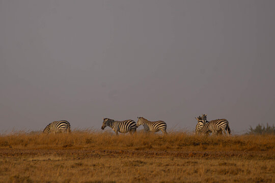 Herd of Zebra grazing during Evening
