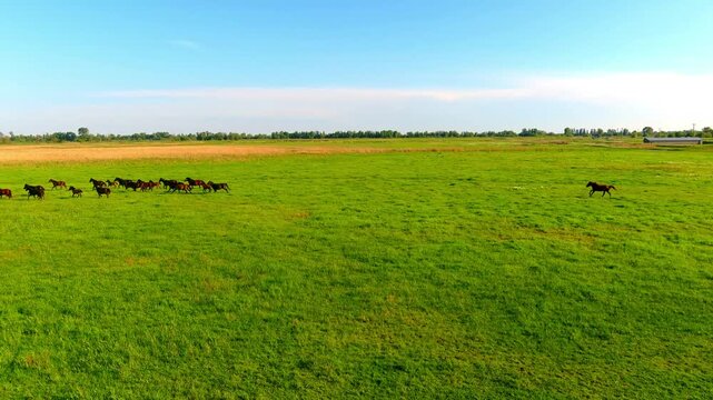 Aerial view of a herd of horses running across a vibrant green meadow in the Danube Delta, Mila 23, Tulcea, Romania.