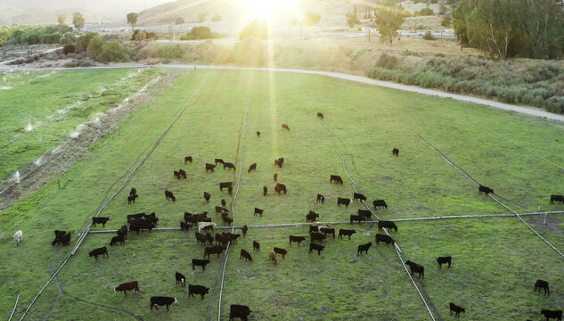Aerial view of a herd of cows grazing in a lush green pasture during sunset with golden light illuminating the field in Ventura, CA, United States.