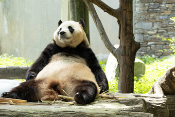 Funny Pose of a panda returned from South Korea, Fu Bao © foreverhappy