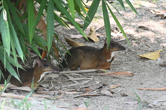 Two Lesser Mouse-Deer Resting Under Tropical Vegetation