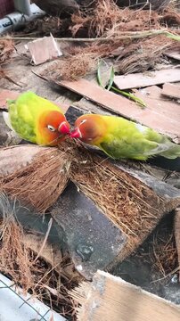 Lovebirds playing with coconut fiber nesting material. Two colorful lovebird parrots interacting playfully with natural fibers in an aviary setting.