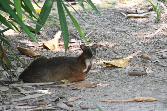 Lesser Mouse-Deer Resting Under Vegetation in the Forest