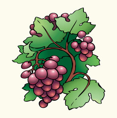 Obraz premium Vector drawing. Juicy ripe purple grapes on the vine