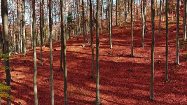 Aerial view of a dense forest with vibrant red fallen leaves covering the ground among tall tree trunks in Romania.