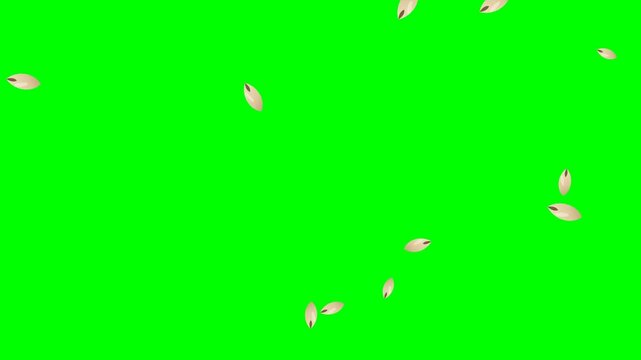 Falling Pine Nuts on Green Screen - Nut Overlay Loop