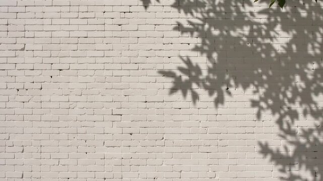 Soft moving leaf shadows fall across a clean white brick wall in a bright minimalist texture background.