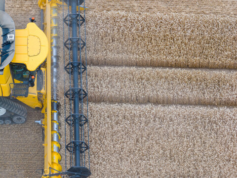 Aerial of a combine harvester in a grain fiel