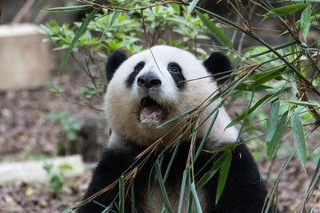 Close up sweet panda, He Hua, Chengdu Panda base © foreverhappy