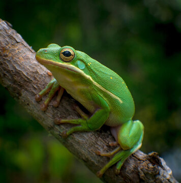 green tree frog