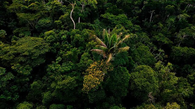 Aerial view above dense tropical rainforest centred on a tall palm beside a tree covered in yellow foliage or blossoms. Contrasting colours create a vivid botanical pattern highlighting forest diversi