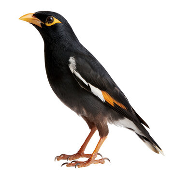 Myna bird standing with bright yellow beak and eye markings isolated on transparent background