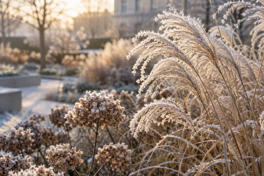 Frost-kissed seed heads of ornamental grasses in a quiet urban garden