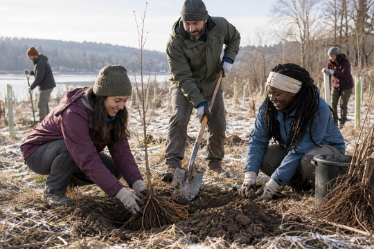 Diverse adults planting bare-root trees during a mild winter