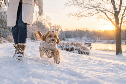 A dog in an knitted coat playfully bounding through fresh snow