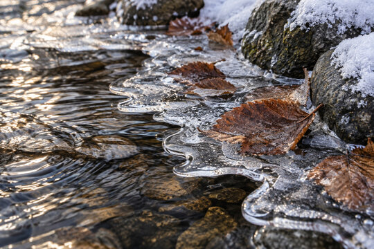 A crisp close-up of frozen water ripples and fallen alder leaves along