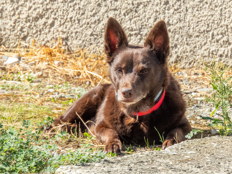 cane domestico meticcio al sole