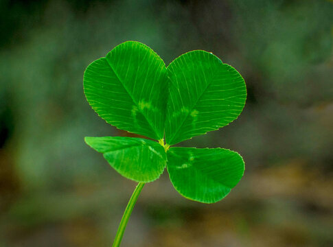 four leaf clover