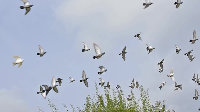 Feral Pigeon (Columba livia domestica) flock flying overhead. September, Kent, UK [Slow motion x4]