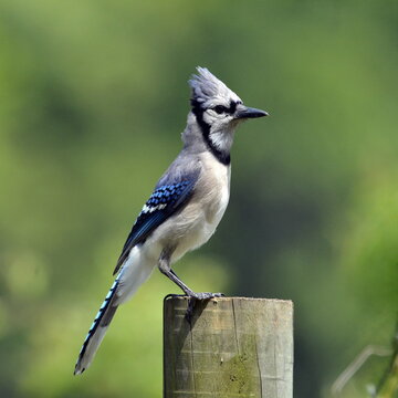 blue jay bird