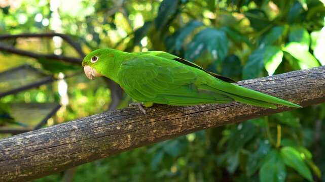 Green parakeet perched on wooden branch with blurred jungle background, exotic tropical bird close-up. Beautiful long-tailed green parakeet resting on branch