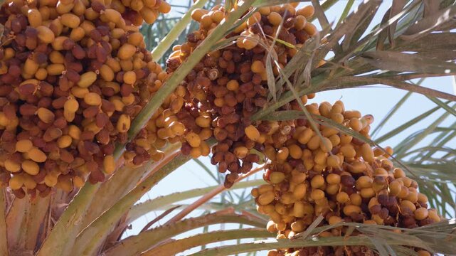 Ripening dates on a date palm tree, showcasing organic fruit cultivation and sustainable agriculture in a sunny tropical climate with a clear blue sky background