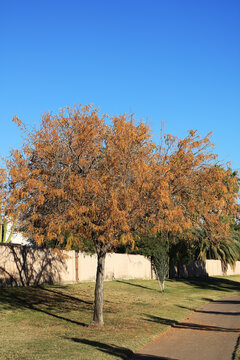 Autumn Colors of Honey locust tree (Gleditsia Triacanthos)