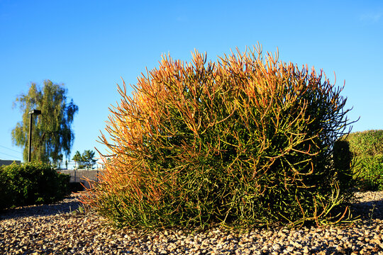 Euphorbia Tirucalli Succulent (Sticks on Fire) in Xeriscaping
