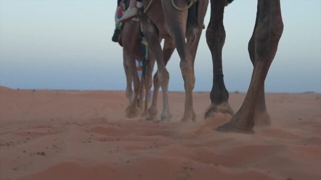 Camel caravan with bedouin guide walking through the vast sand dunes of the arabian desert, kicking up dust at sunset during a tour in the united arab emirates