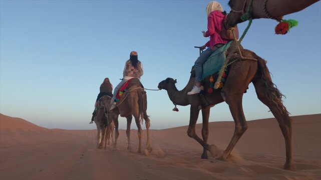 Tourist camel caravan adventure with a berber guide walking on the immense golden sand dunes of the sahara desert under a clear sky during an amazing and suggestive sunset