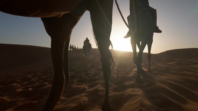 Camel caravan silhouette walking through the sahara desert dunes at sunset, with tourists riding during an adventure safari tour creating long shadows on the sand
