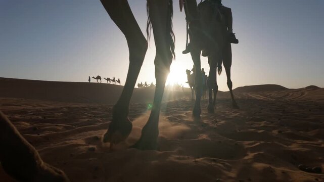 Camel caravan with tourists and bedouins walking on sand dunes against the sun, exploring the sahara desert in morocco during a scenic and sunny travel expedition