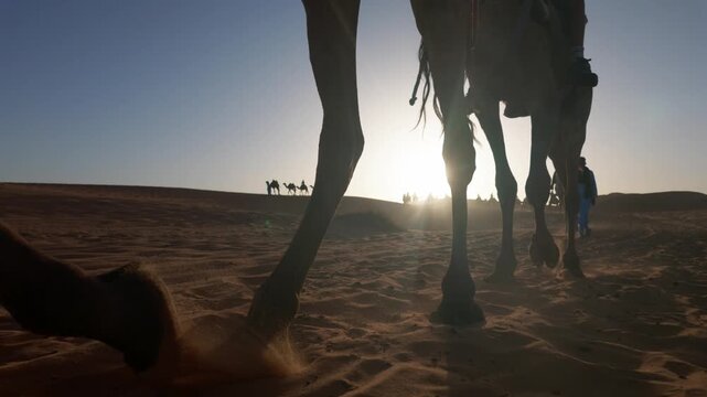 Camel caravan walking on sand dunes at sunset, low angle view of legs kicking up sand against the sun, creating long shadows and silhouettes in the sahara desert