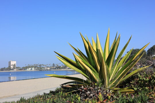 Variegated Spanish dagger Yucca gloriosa Variegata beside sandy beach path along calm blue Mission bay front under bright sky, San Diego, California