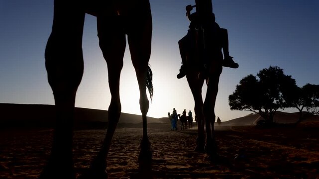 Low angle view of camel caravan silhouetted against the setting sun while walking through the sahara desert with tourists riding on their backs for an exotic journey