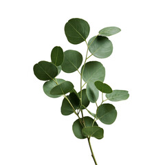 Obraz premium Eucalyptus branch with round leaves against soft studio lighting isolated on transparent background