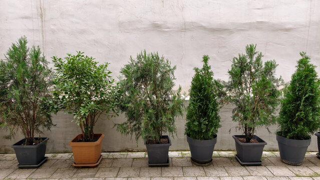 Potted evergreen trees and varied green plants standing in a neat row against a plain white wall, providing a clean natural background for design and decor projects