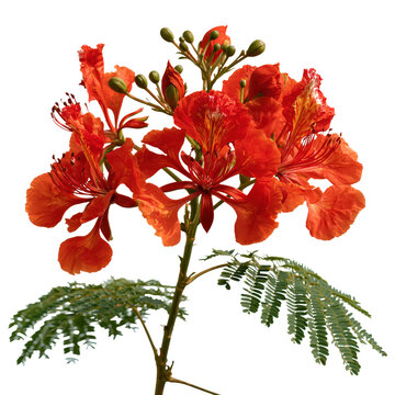 Vibrant red flamboyant flower cluster with green leaves during summer isolated on transparent background