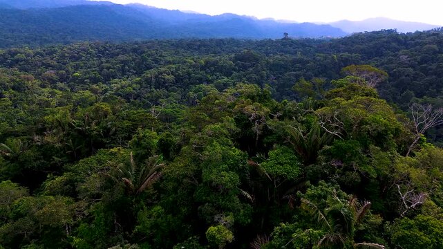 Aerial view moving above an expansive tropical rainforest canopy toward distant forested mountains. The lush wilderness landscape highlights biodiversity, ecological connectivity and forest conservati