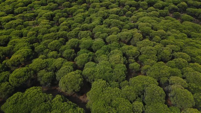 An aerial view shows a dense forest canopy of rounded tree crowns stretching to the horizon under bright daylight, with a distant shoreline and water visible beyond the treeline.