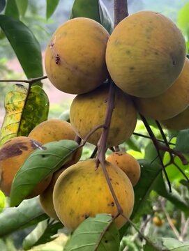 Fresh Ripe Santol Fruits Hanging on Tree Branch Close Up