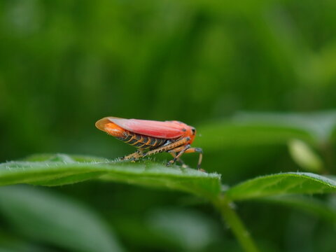 Red Orange Leafhopper on Green Leaf
