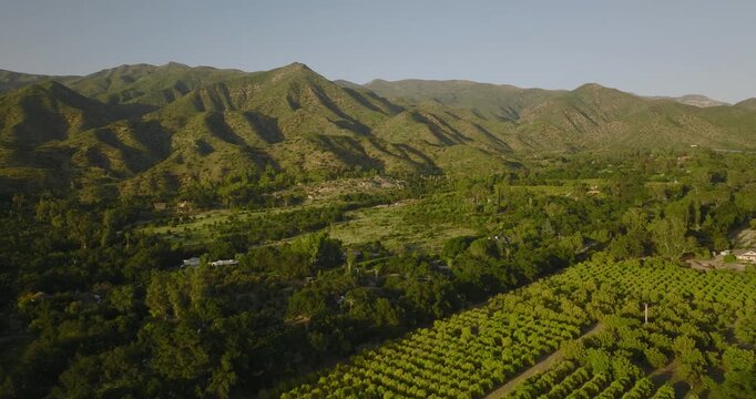 Aerial view over citrus groves toward green mountains